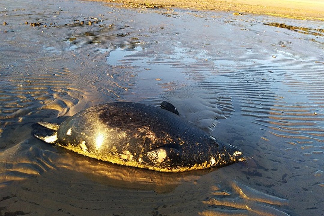 Этого детеныша тюленя нашли возле Сестрорецкого курорта Фото: СОЦСЕТИ