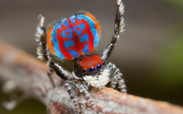 Maratus Bubo