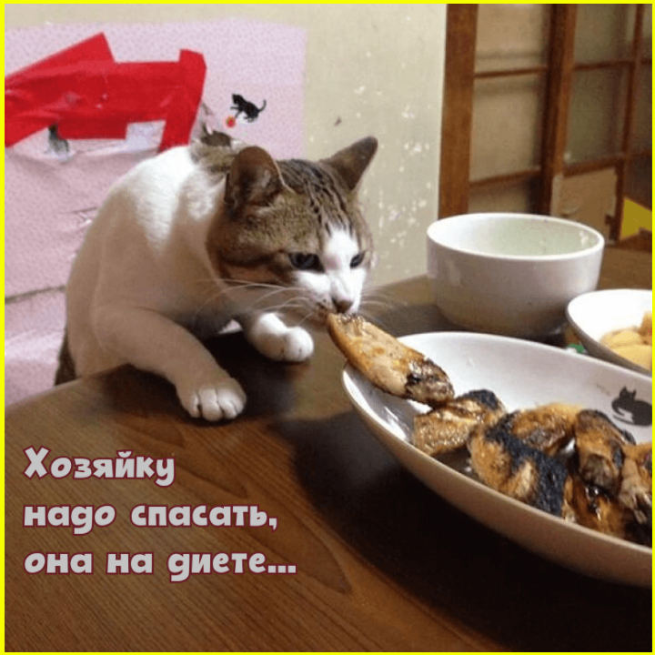 Веселые картинки с приколюшками Веселые картинки с приколюшками