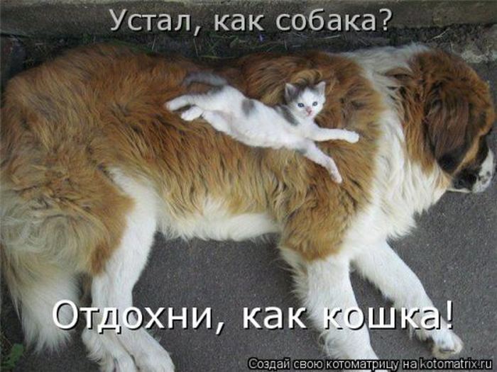 Устал, как собака? Отдохни, как кошка! Устал, как собака? Отдохни, как кошка!