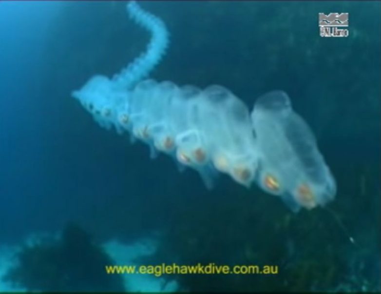 Пиросомы – самые редкие существа на Земле. Удивительное зрелище!