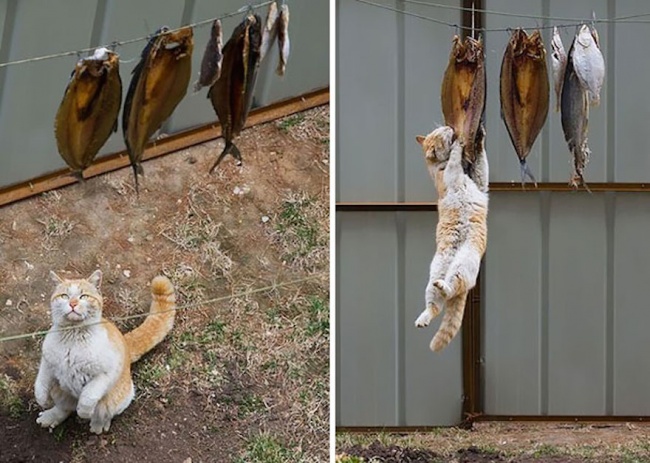 17 котов, которые очень хотели есть и пытались что-то украсть!