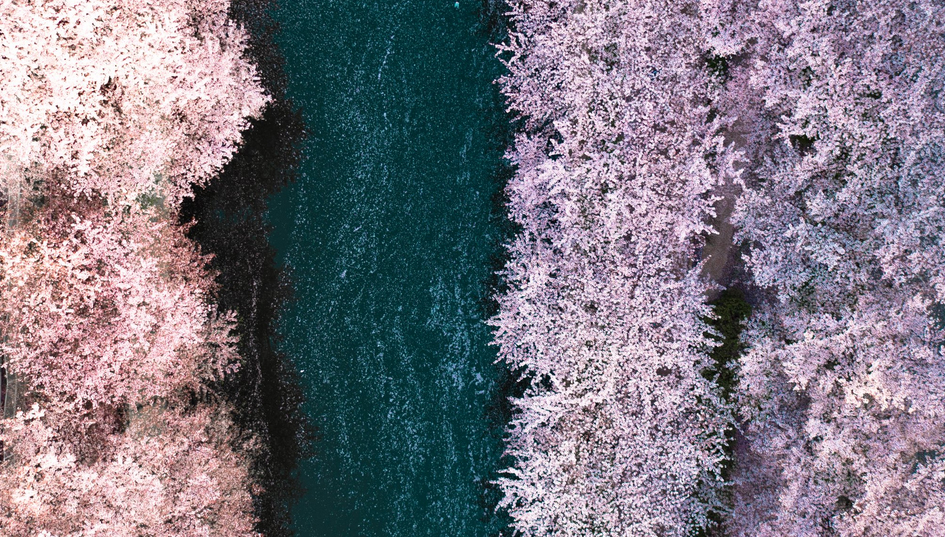 Фотограф заснял, как в Токио ″внезапно″ зацвела сакура. И это что-то! Фотограф заснял, как в Токио ″внезапно″ зацвела сакура. И это что-то! страны,туризм