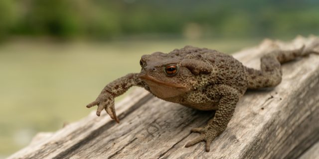 Что будет, если потрогать жабу может, чтобы, будет, нужно, лягушек, съесть, сразу, очень, заметили, лекарства, сердечного, попал, davemhuntphotography, прыгают, травятся, попадёт, отравления, лучше, человек, жидкости