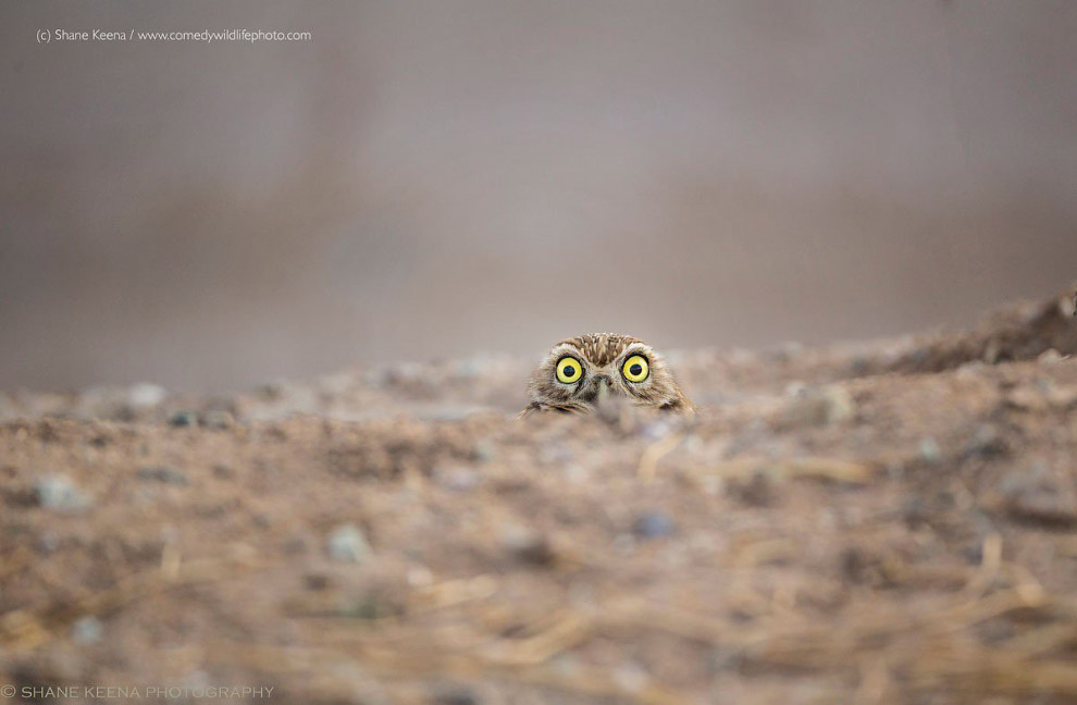 Самые смешные кадры Comedy Wildlife Photography Awards 2018