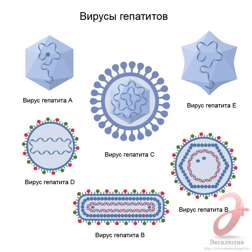 Гепатит С – все о заболевании простыми словами печени, гепатита, вируса, крови, печень, гепатитом, хронического, гепатит, лечения, анализ, больных, вирус, количество, может, передачи, вирусом, которые, человека, заболевания, пациента