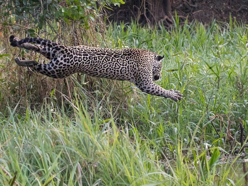 Ягуар прыгает с дерева прямо на спину крокодила кошка, момент, своей, ягуары, легкостью, находился, животного, совершил, трехметровый, прыжок, настиг, рептилиюСовершив, точное, Ягуар, движение, Хищник, приземлилась, прямо, спину, добыче