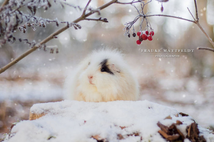 Long-haired-guinea-pigs