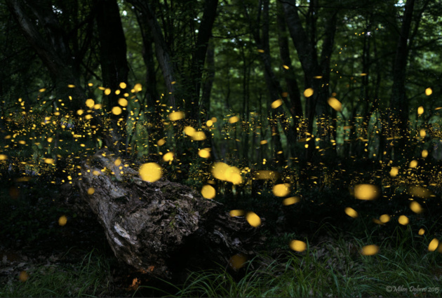 (с) Milen Dobrev. Светлячки в лесу