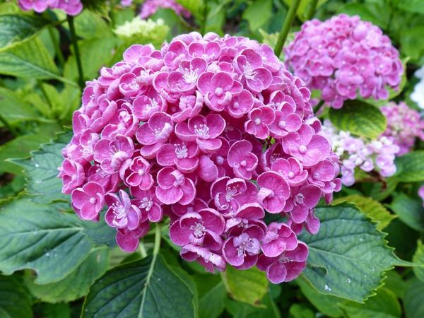 Гортензия крупнолистная серии Hovaria Hopcorn. Фото с сайта pinterest.com Гортензия крупнолистная серии Hovaria Hopcorn. Фото с сайта pinterest.com