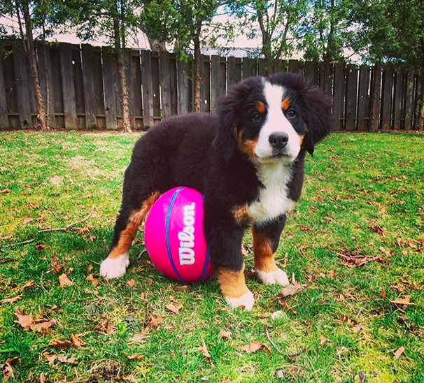 милые маленькие щенки