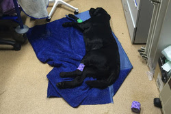 Догхантеры отравили собаку