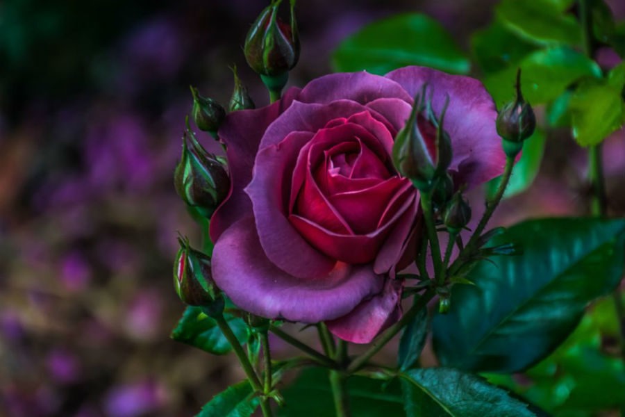 фиолетовая роза