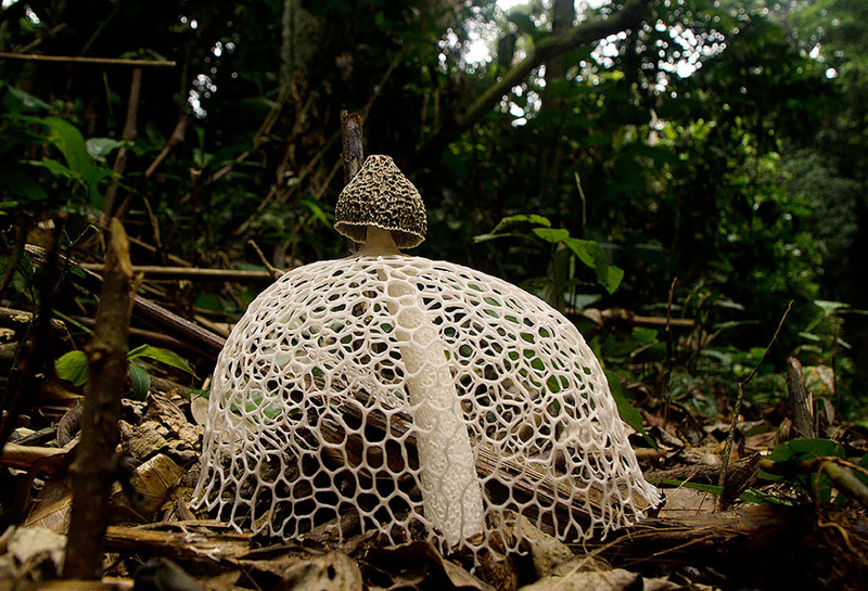 4. Phallus indusiatus «Дама с вуалью». грибы, интересное, фото