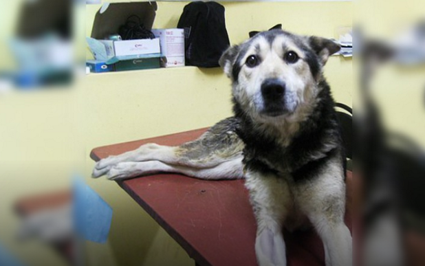 Собака сбитая живодером