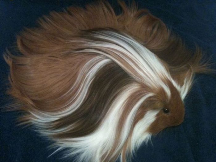 Long-haired-guinea-pigs