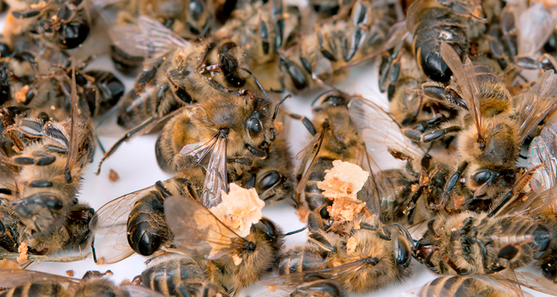 Путин, помоги: В России массово гибнут… пчёлы