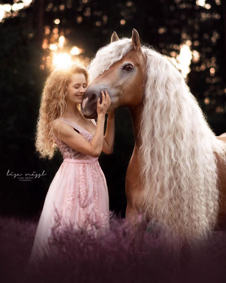 Шторм — сказочная лошадь Хафлингера Шторм — сказочная лошадь Хафлингера животные,природа