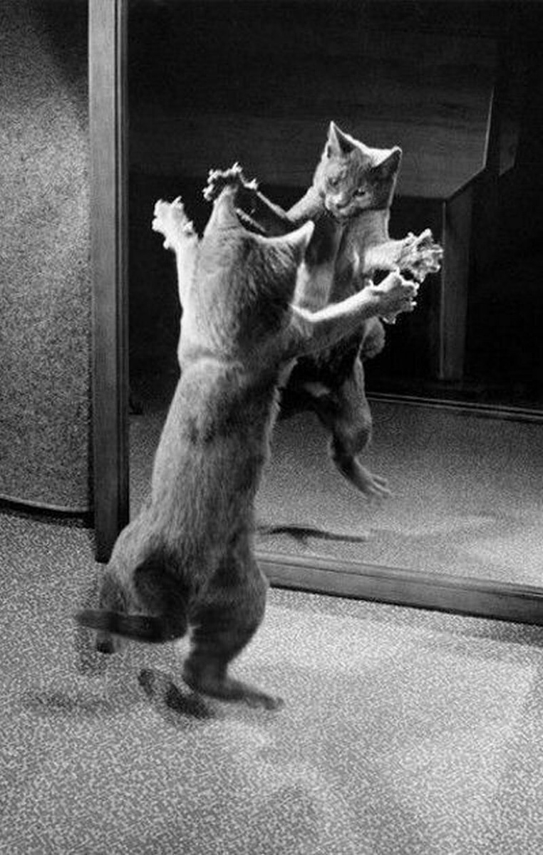 15 работ фотографа, который 75 лет снимал кошек 15 работ фотографа, который 75 лет снимал кошек снимал, который, фотографа, работ, котенка, коты15, Уолтер, кошекУолтер, начал, постоянно, снимки, кошек, принесли, именно, кошекЧандоха, стали, появилась, домой, локомотивом, сравнила