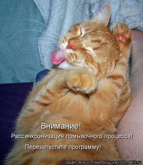 Устал, как собака? Отдохни, как кошка! Устал, как собака? Отдохни, как кошка!