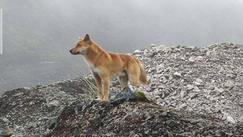 Биологи обнаружили дикого предка уникальной новогвинейской поющей собаки