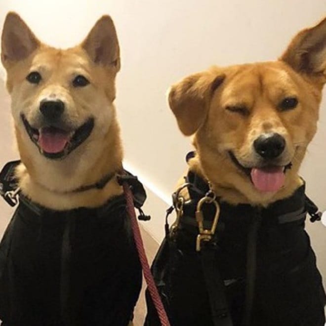 Рыжие собаки