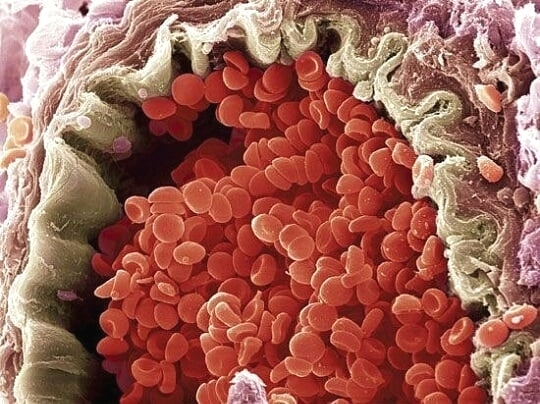 Лучше любого учебника: 20+ изображений об анатомии человека, которые вас удивят Лучше любого учебника: 20+ изображений об анатомии человека, которые вас удивят анатомия,медицина,наука,организм