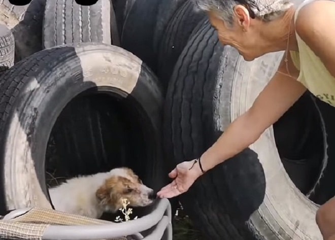 Собака в шинах