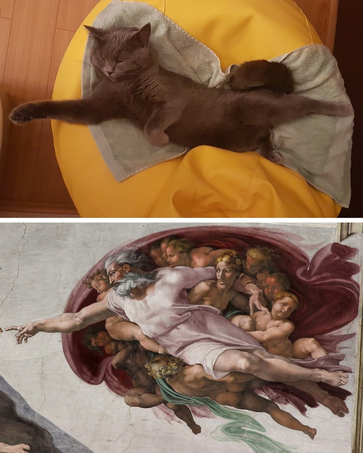 Доказательства того, что быть котом — настоящее искусство 