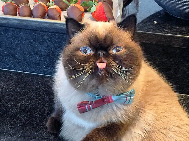 НЕфотогеничные кошки... Да, да, и такие бывают!