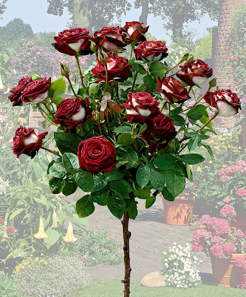 Двухцветная роза Osiria в фотографиях
