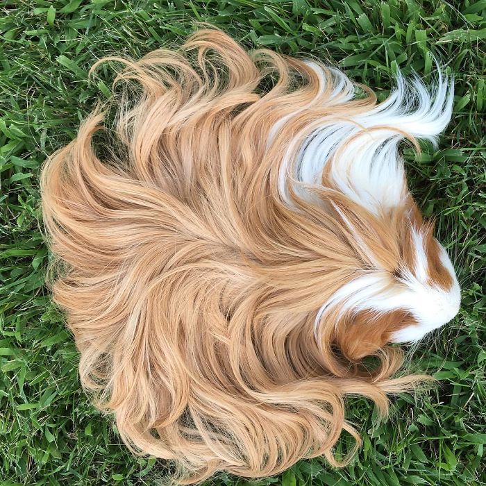 Long-haired-guinea-pigs