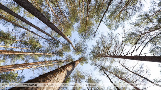 Ограничения на посещение лесов введены в 23 районах Беларуси.