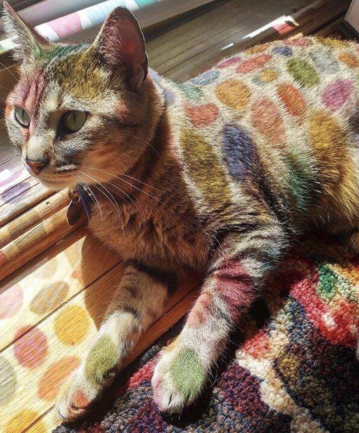 Доказательства того, что быть котом — настоящее искусство 