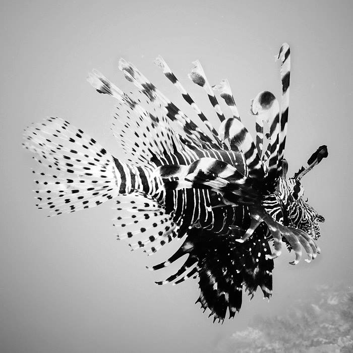 19ak (700x700, 56Kb)