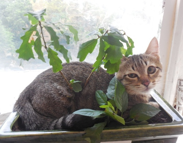 20 котиков, которые могли бы вести себя по-нормальному, но зачем, если их и так любят? 20 котиков, которые могли бы вести себя по-нормальному, но зачем, если их и так любят?