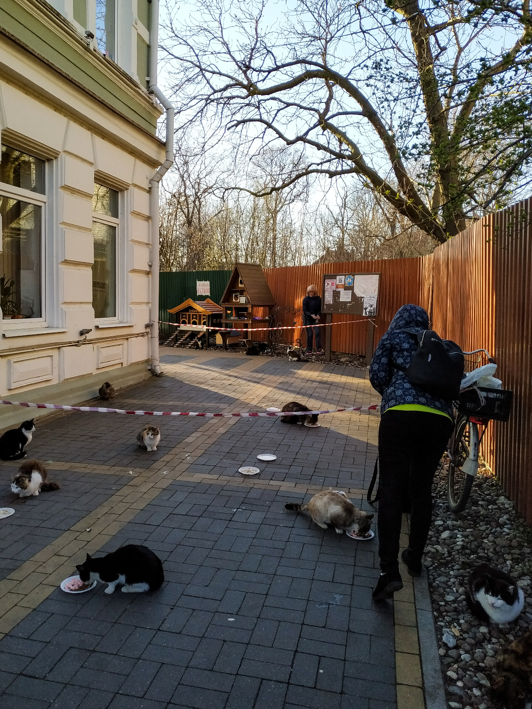 Зеленоградск выборы. Городской кот. Бездомные животные. Зеленоградск город кошек. Котошеф в Зеленоградске.