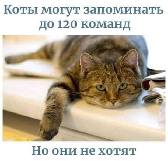 Без кота и жизнь не та Без кота и жизнь не та спасет, животное, спасёт, припёрсси , такую, свободу , хочет , режут, рядом, Потому, слезами , Горькими, плачет , Котэматрёшка Кот, лапки , пострадало , взгляда , планету , последний, Любовь