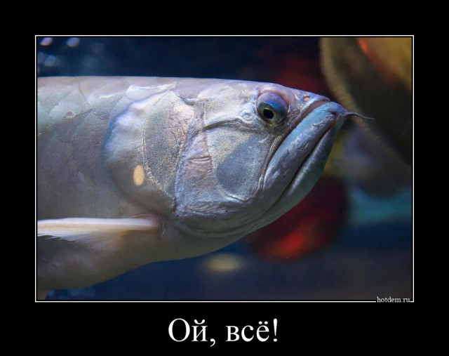 Очередная коллекция демотиваторов для вашего прекрасного предпраздничного настроения! 