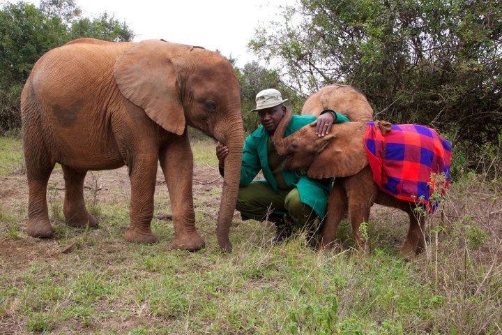 слоненок сирота помогает другим преодолеть боль 