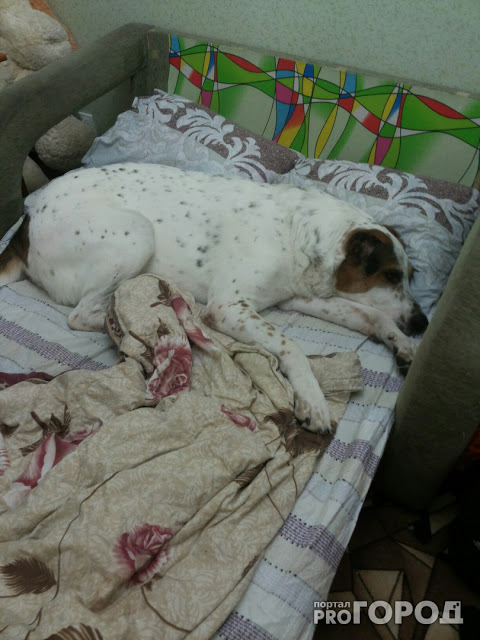 Спящий алабай