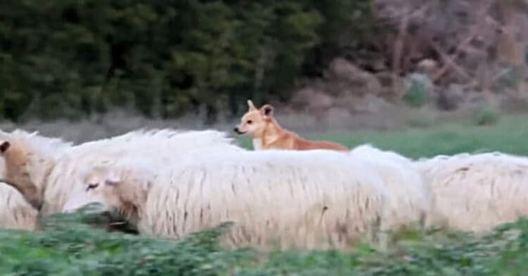 Пастушью собаку застукали за “делом”! Её родео довело хозяев до истерики