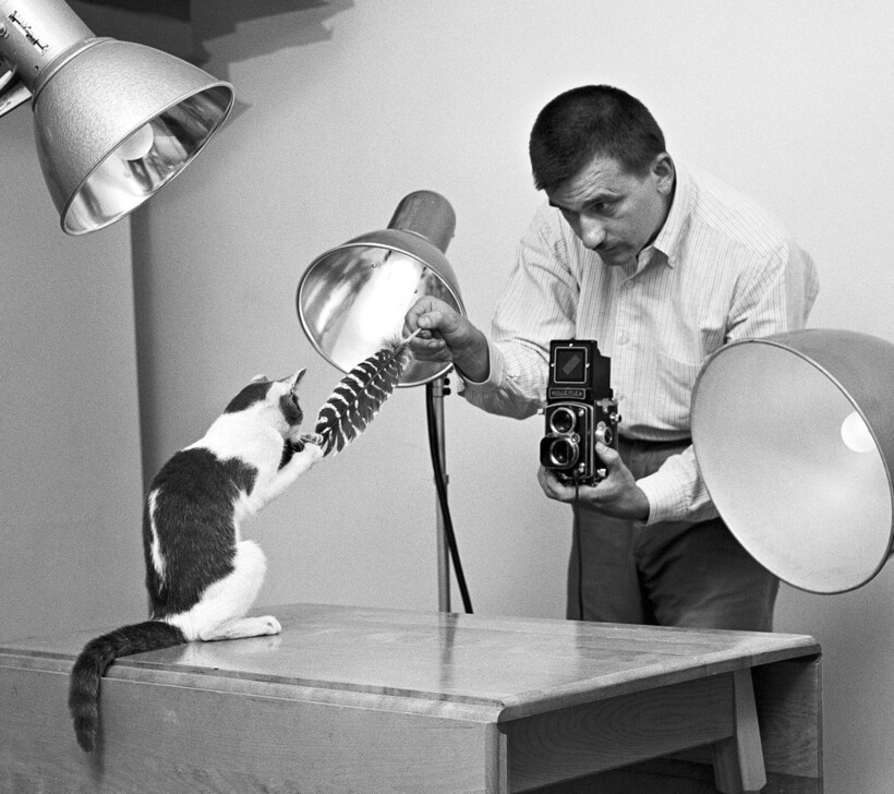 15 работ фотографа, который 75 лет снимал кошек 15 работ фотографа, который 75 лет снимал кошек снимал, который, фотографа, работ, котенка, коты15, Уолтер, кошекУолтер, начал, постоянно, снимки, кошек, принесли, именно, кошекЧандоха, стали, появилась, домой, локомотивом, сравнила