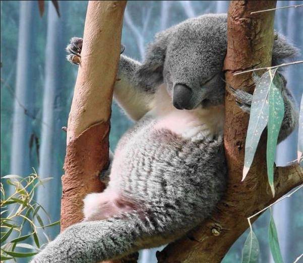 Спим в неожиданных местах и позах