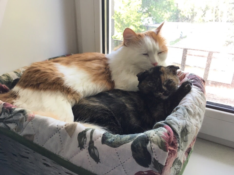 коты у окна