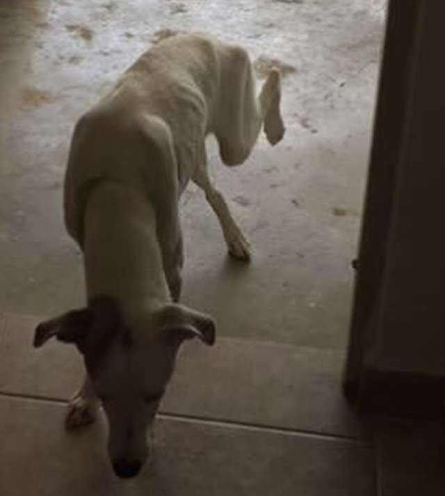 Девушка не смогла пройти мимо грустного больного пса. Зато сколько теперь счастья! истории из жизни