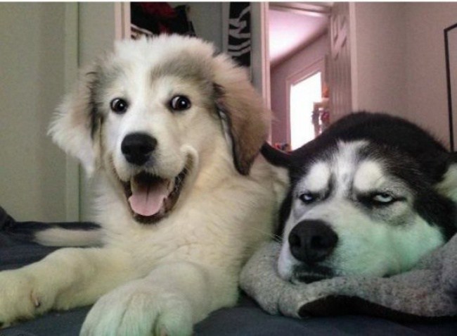 когда собаки ведут себя как люди 