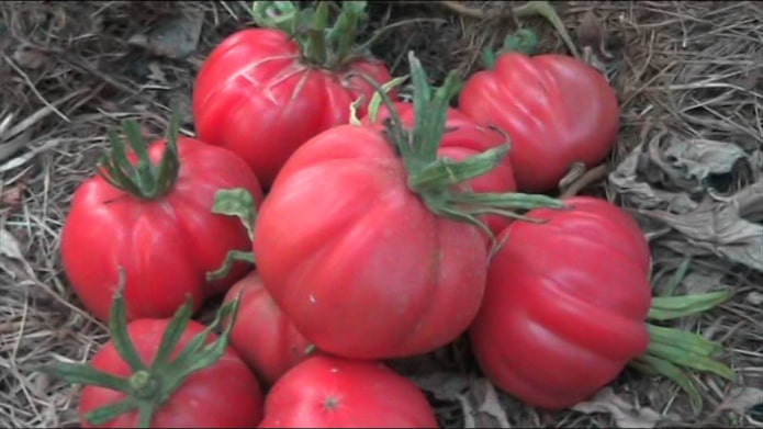 10 самых необычных сортов томатов, которые будут радовать на вкус и цвет дача,сад и огород,советы огороднику