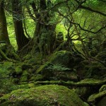 Лес самоубийц (Аокигахара, Япония)