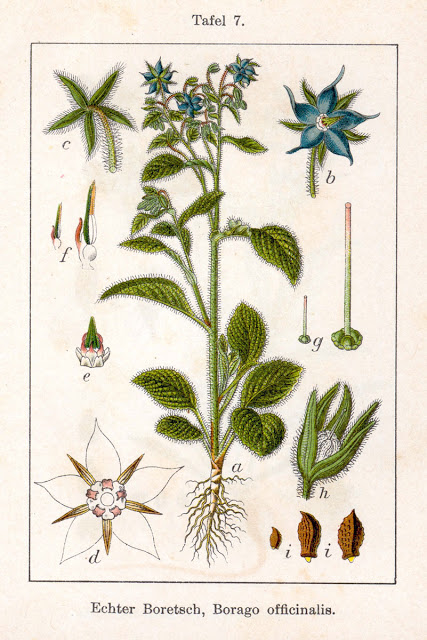 Borago_officinalis_Sturm11007.jpg